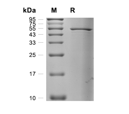 Greater than 95% as determined by reducing SDS-PAGE.
